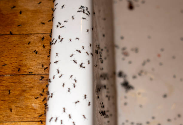Best Best Pest Control Companies  in Red Springs, NC