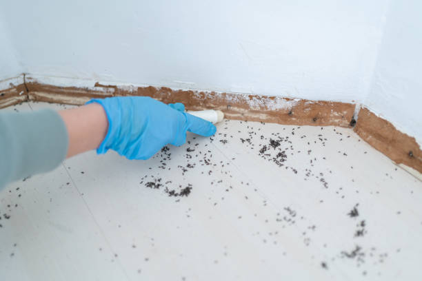 Best Wasp Removal Services  in Red Springs, NC
